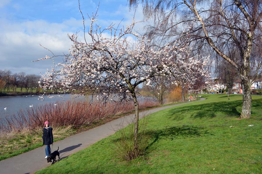 Spring Brookvale, lake.