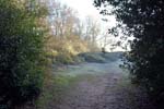 January in Sutton Park.