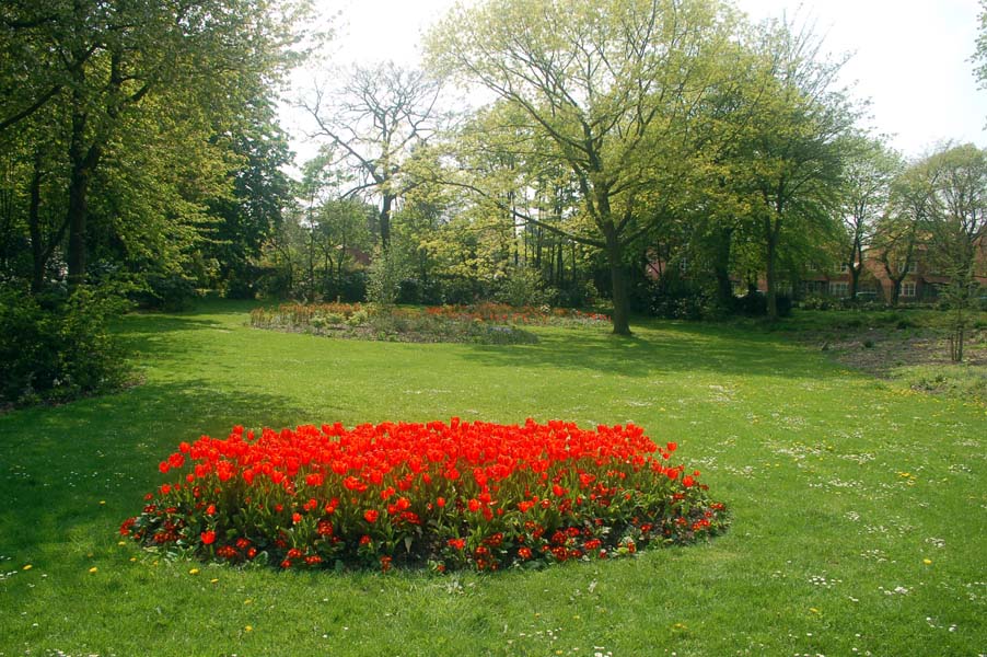 A glow of tulips, Handsworth park.