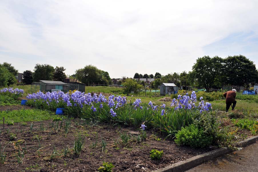 A lovely stand of iris.