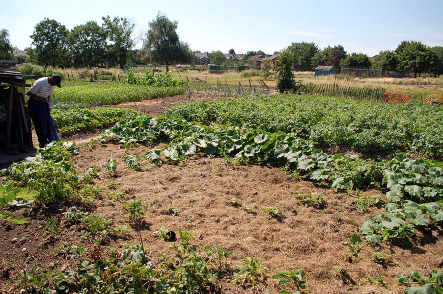 Bordesley Green allotments.