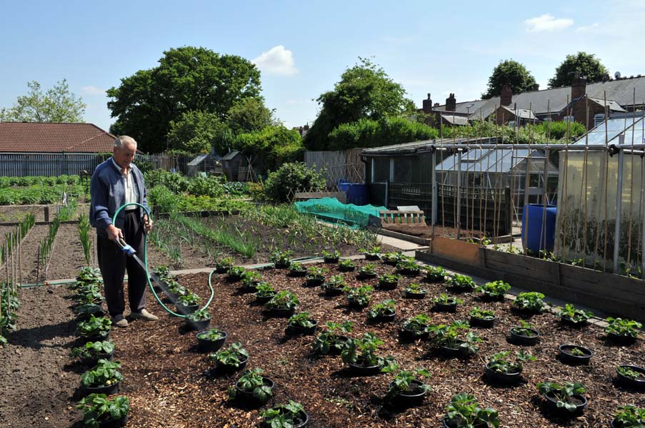 Fine strawberries, allotment Small Heath.