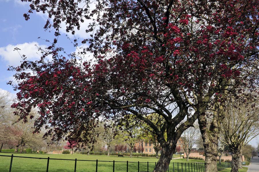 In bloom, Aston Hall.