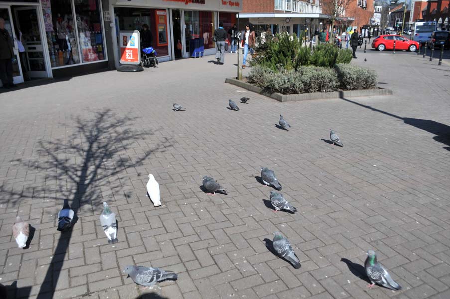 Pigeons enjoying the sun, Harbourne High Street.