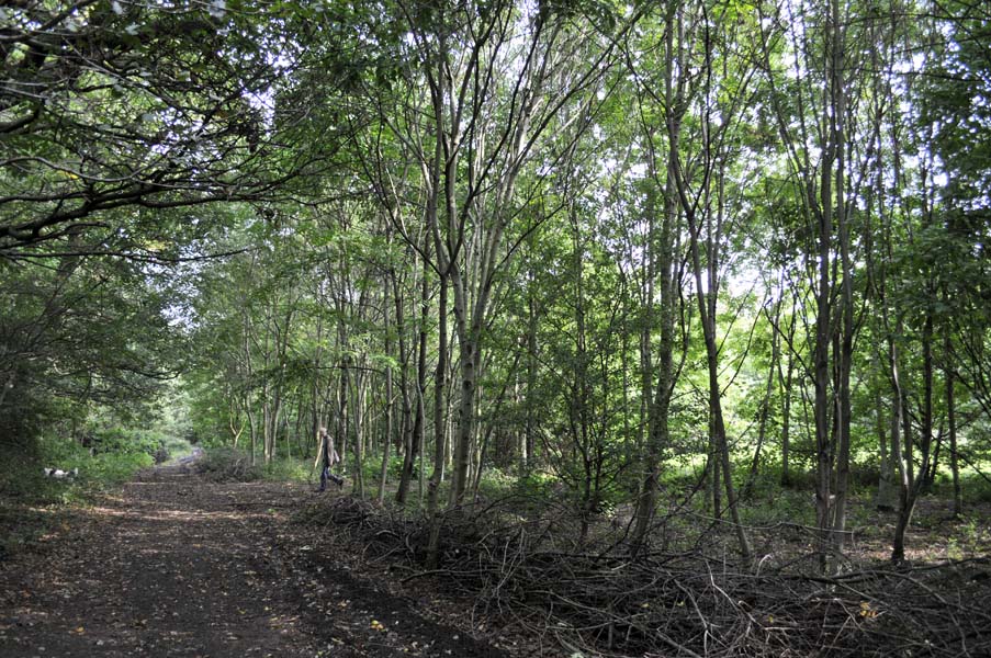 Walking the dog, The Moseley Bog.