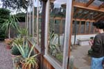 Lady in the greenhouse, Winterbourne house.