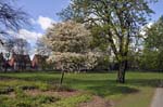 Spring blossom, Handsworth park.