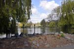 Spring tulips, Handsworth park.