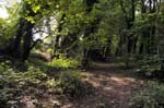 Woodland walk, the Moseley Bog.