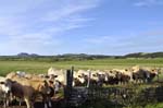 Waiting for the farmer, Llanengan.