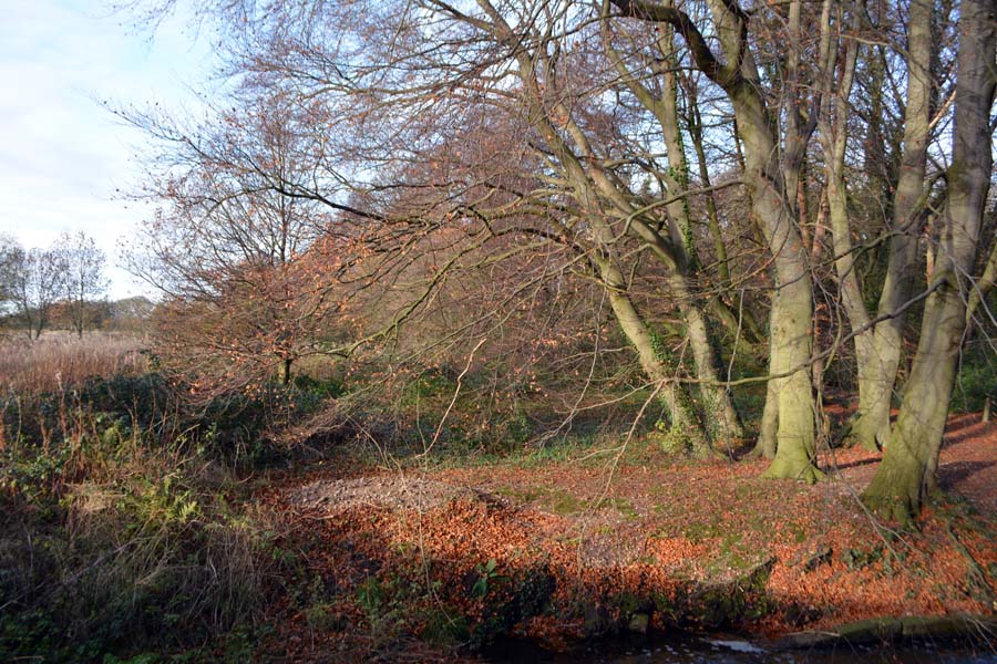 Copper beech, near Lichfield.