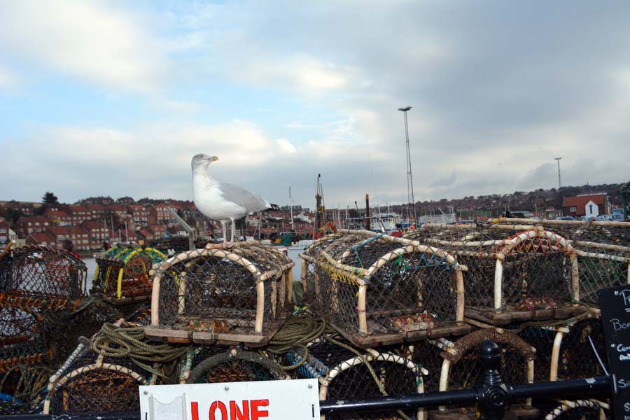 Sid the seagull, Whitby.