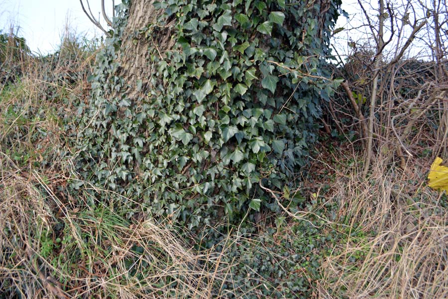 Tree, ivy and yellow plastic.