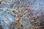 Plastic bag in a tree.