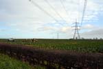 Vegetable pickers near Lichfield.