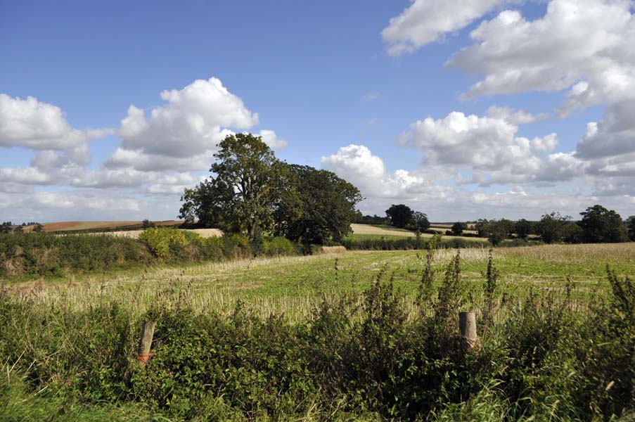 Autumn field.