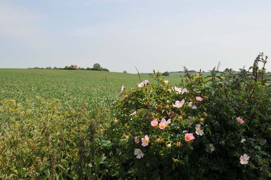 Dog rose.