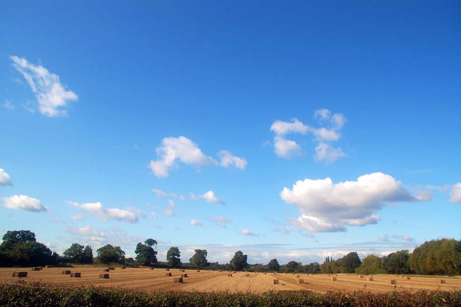 Field of harvested corn, near Coleshill.