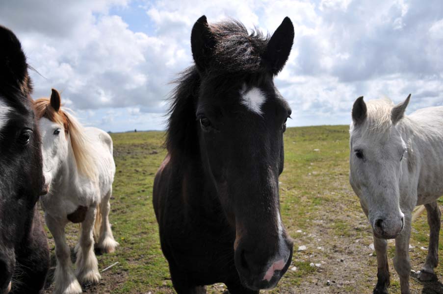 Friends in a field, Cornwall.