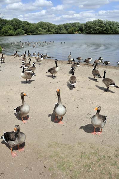 Kingsbury water park.