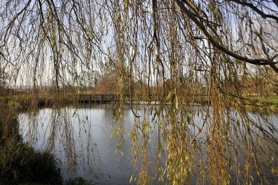 Pond in the abbey grounds, Glastonbury.