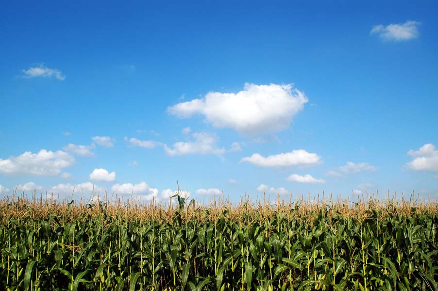 Ripening crops, South Staffordshire.