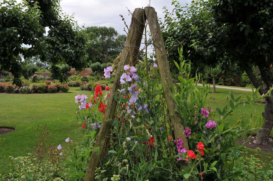 Sweet peas.