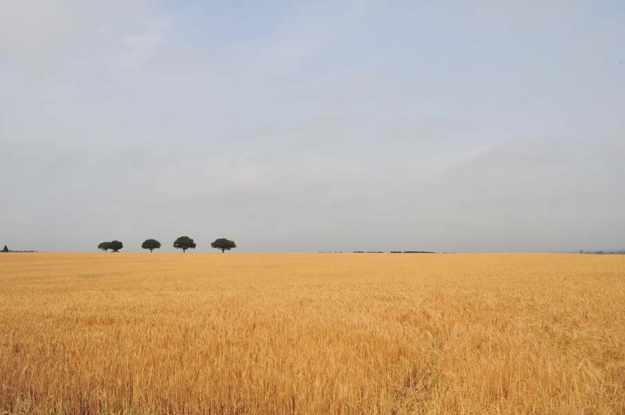 Wheat, high summer.