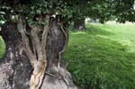 Ancient oaks, Elford.