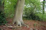 Bluebell woods, the forest of Arden.