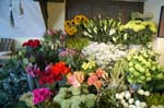 Flower shop, Coleshill.