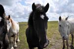 Friends in a field, Cornwall.