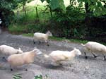 Shorn sheep, Church Stretton.