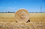 The Harvest 2006, near Shenstone.