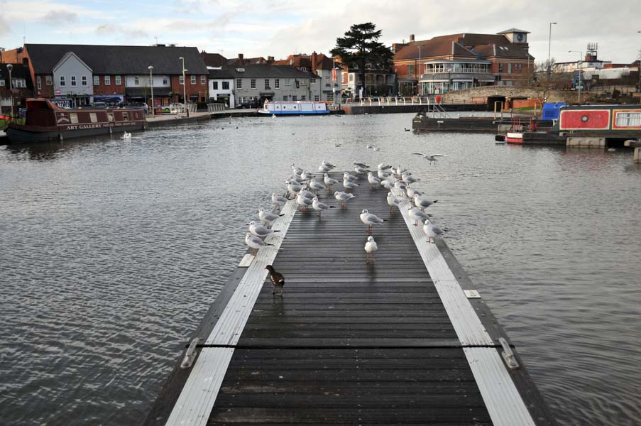 Birds resting.