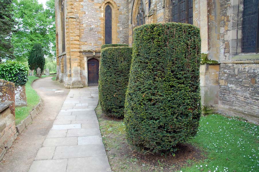 Sculpted yew. Stratford upon Avon.