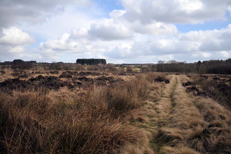 A Roman road, Sutton park.