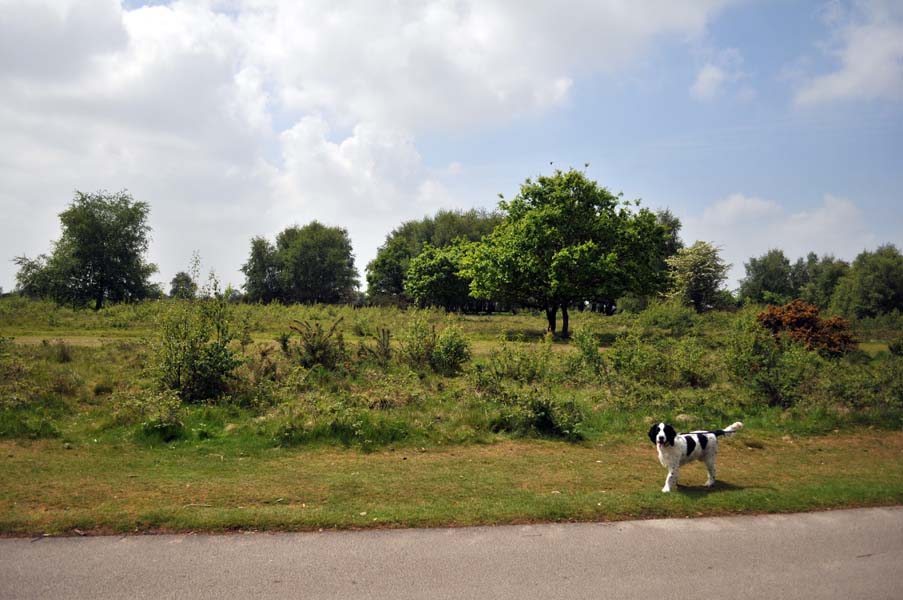 A day out for a dog, Sutton park.