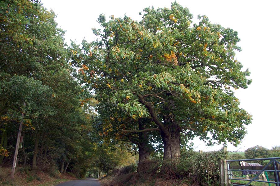 Horse chesnut tree near Camp Road.