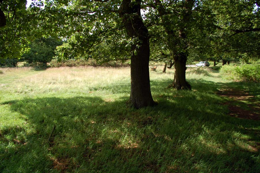 Shade and light, Sutton park.