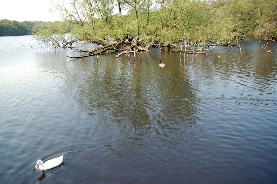 White duck, Sutton park.