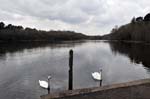 Bracebridge pool, Sutton Park.