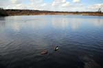 Pool, Sutton park.