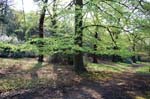 Spring in Sutton park.