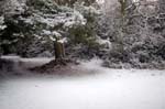 Sutton park in winter.