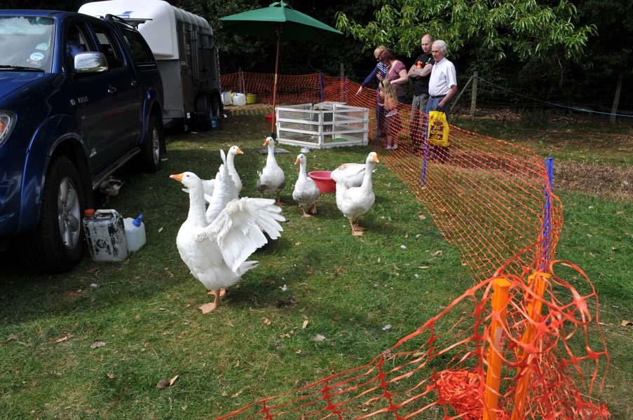 Geese at the show.