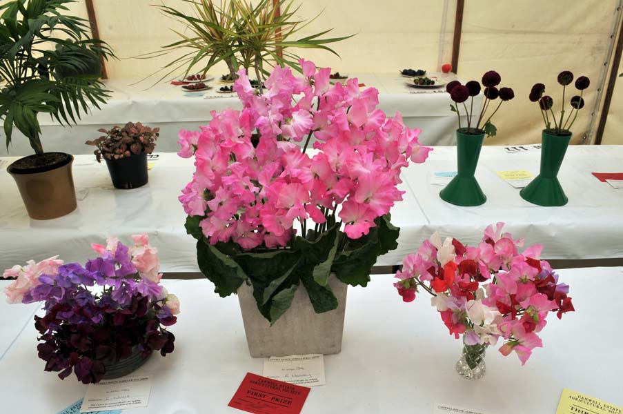 Sweet pea flowers.