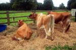 Fine cows, the Canwell show.