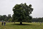 The horse chesnut tree, the Canwell show.